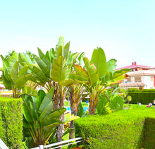 Load image into Gallery viewer, #88 XXL 3 Bed / 3 Bathroom Quad Villa - Zeniamar VIII - Playa Flamenca